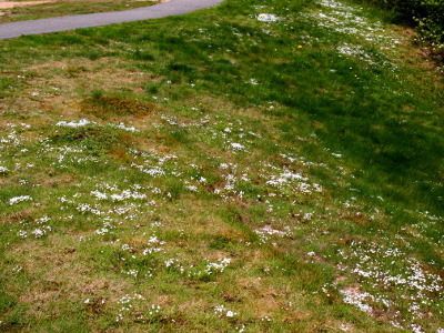 [A sloping hillside beside a paved path has bunches of white amid the grass.]